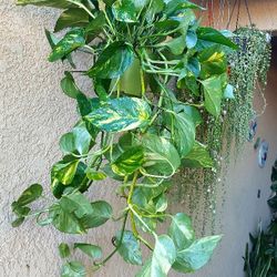 Golden Pothos Plant $28