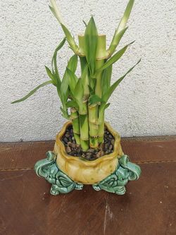 Lucky Bamboo