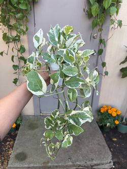 Pothos N Joy Trailing House Plant 4” Pot