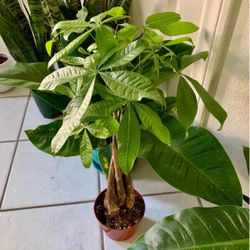 ♥️Braided Gud Luck Money Tree IN  6” Nursery Pot🙏PLS READ DESCRIPTION 