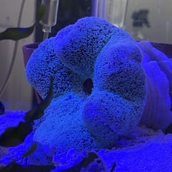 Mint Haddoni Carpet Anemone – ~10” – Healthy & Established