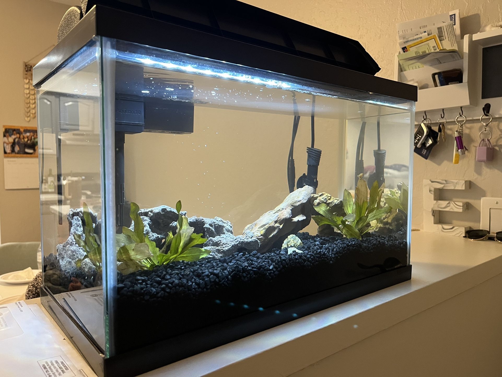 10 Gallon Fish Tank + Supplies