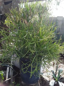 Plant For Sale