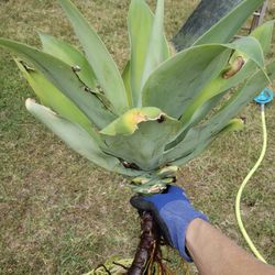 Free agave plant with good roots