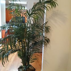 Tall Plant