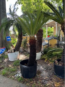 Sago palm cycas