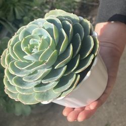 Succulent In White Planter