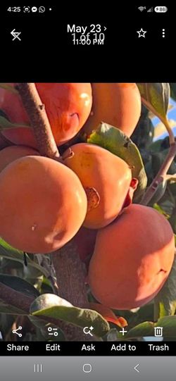 Variety of hybrid cocktail fruit