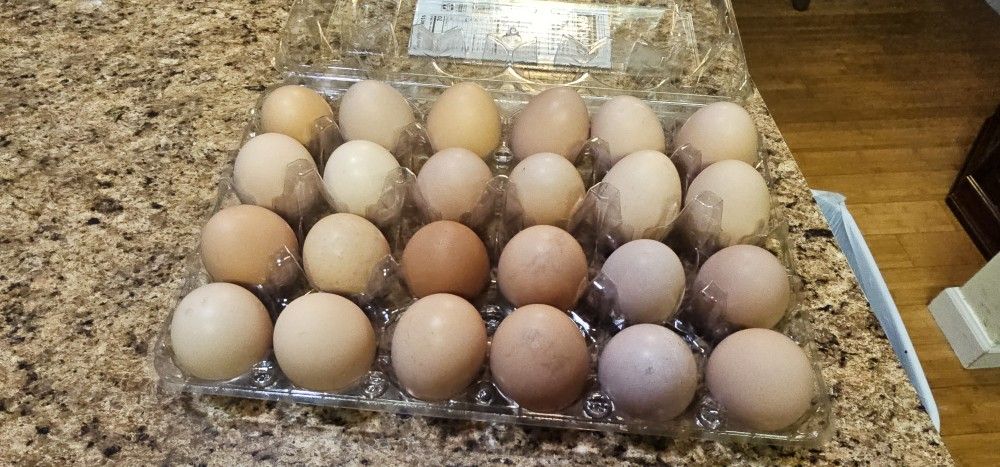 Fresh Eggs For Sale!