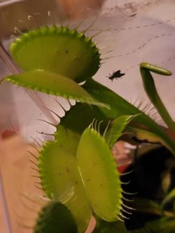 Giant Venus Fly Trap