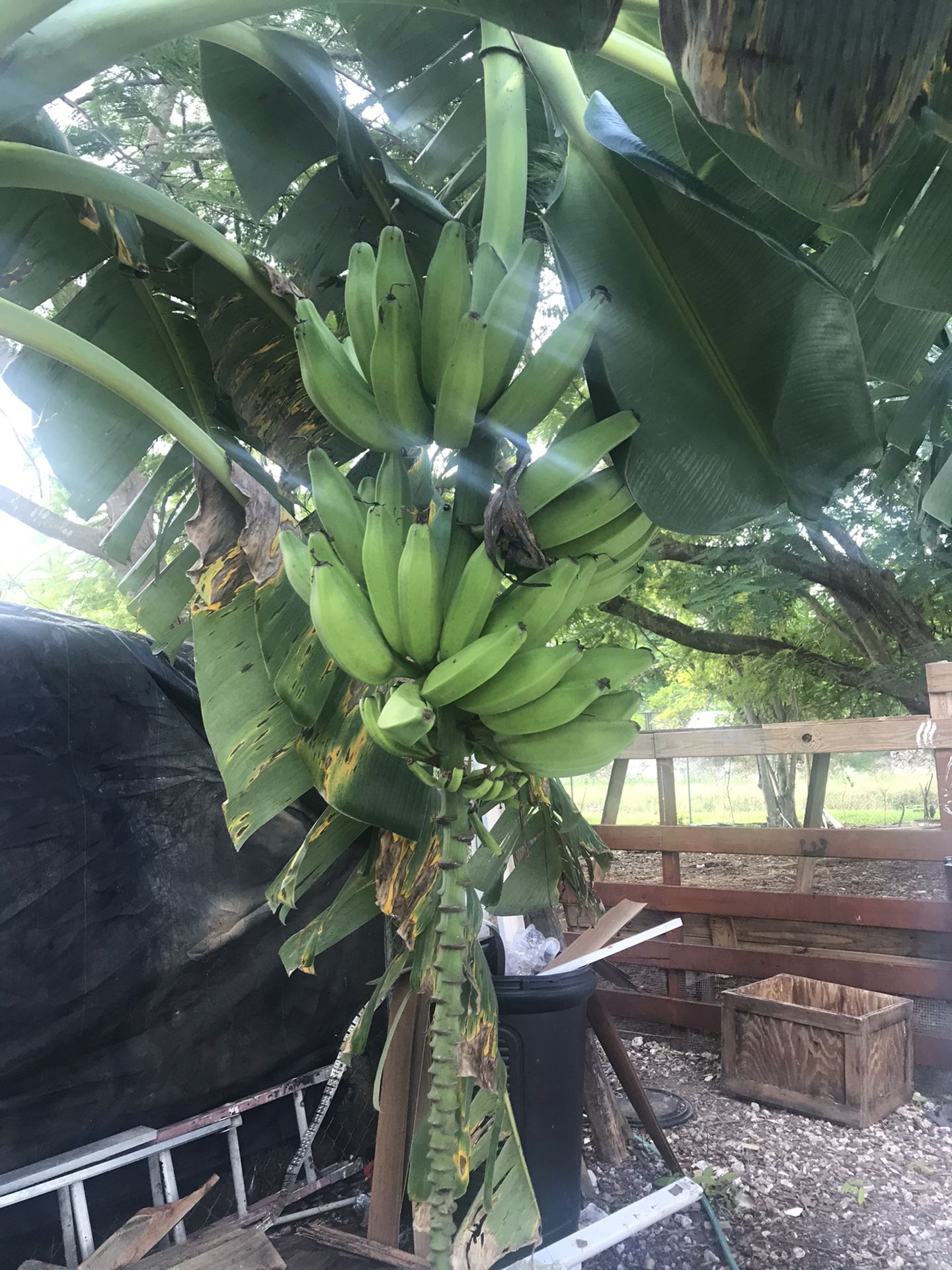Guineos y plátanos hawaianos