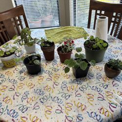 Nice Inside Plants $2 Each 