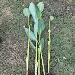 Canna Lillies