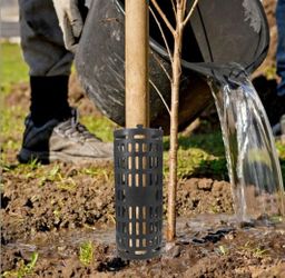 20 count - Tree Trunk protectors