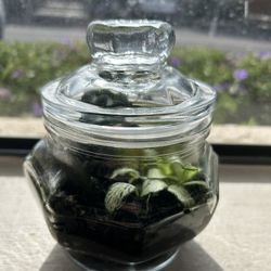Candy Jar Terrarium