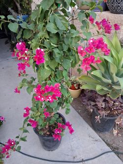 Large Bougainvillea Plant with Pink Flowers $38