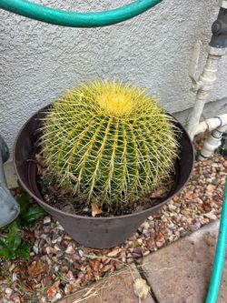 Golden barrel  cactus plant