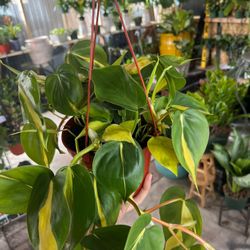 Philodendron Brasil Plants