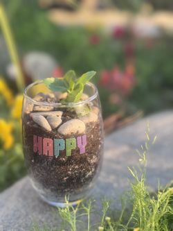 Happy Birthday Succulent Plant Arrangement 