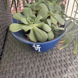 Dodgers Succulent 