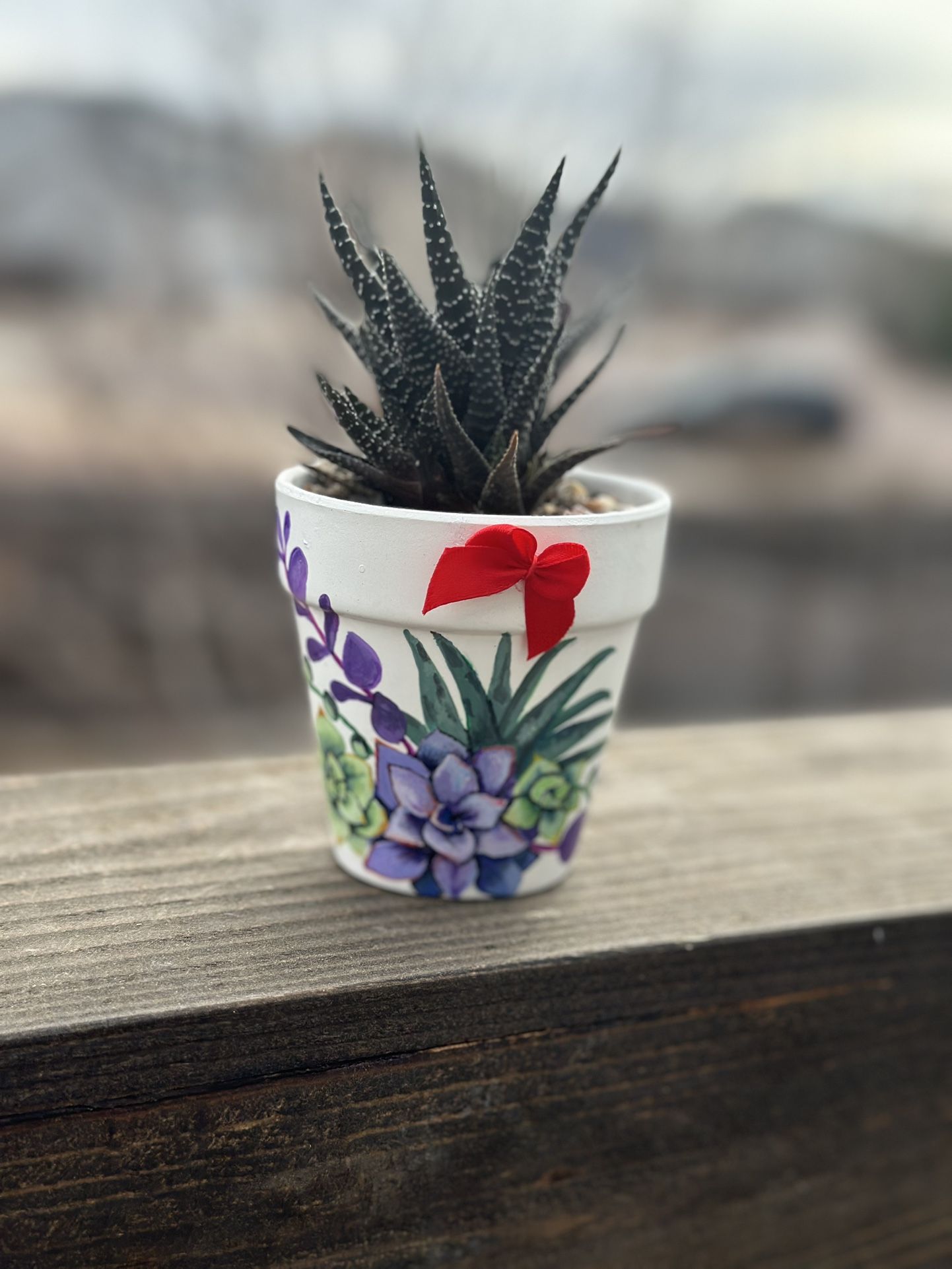 Hand Painted Succulent Pot With Live Haworthia 