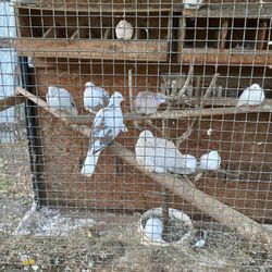 Bird Cage 