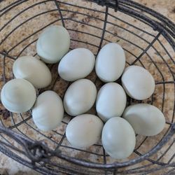 A  Dozen Farm Fresh Eggs 