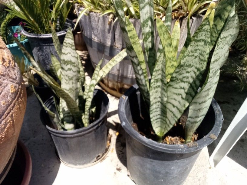 Snake Plants In A Pot $25