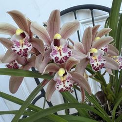 Mini Cymbidium Orchid Plant In Bloom