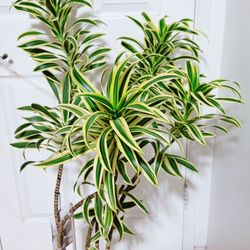 Song of India Plants