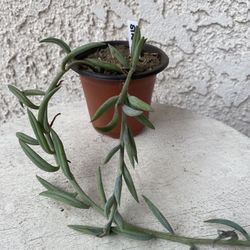 3 Inch Pot Succulent Plant - Curio Radicans - String of Bananas - Creeping Berry - Rooted &  Established Plant - Drought Resistant - 🪴 