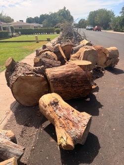 Large Cut Tree Logs Firewood