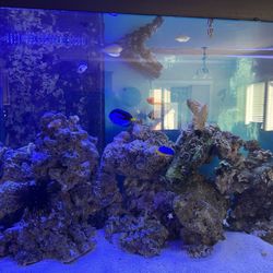 90 Gallon Saltwater Aquarium 