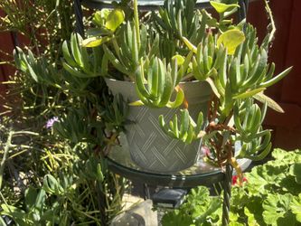 Mixed Succulent