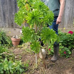 Aeonium Succulent 