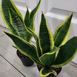 🌿Healthy Live Air Purifying Houseplant Mother In Law Tongue Or Snake Plant In Pot 4" ~ $10/Ea 