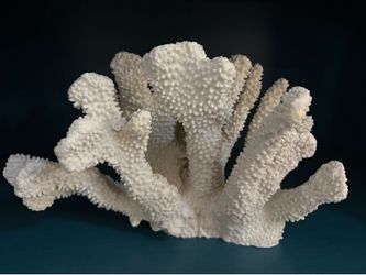 White coral sculpture 10”x7”