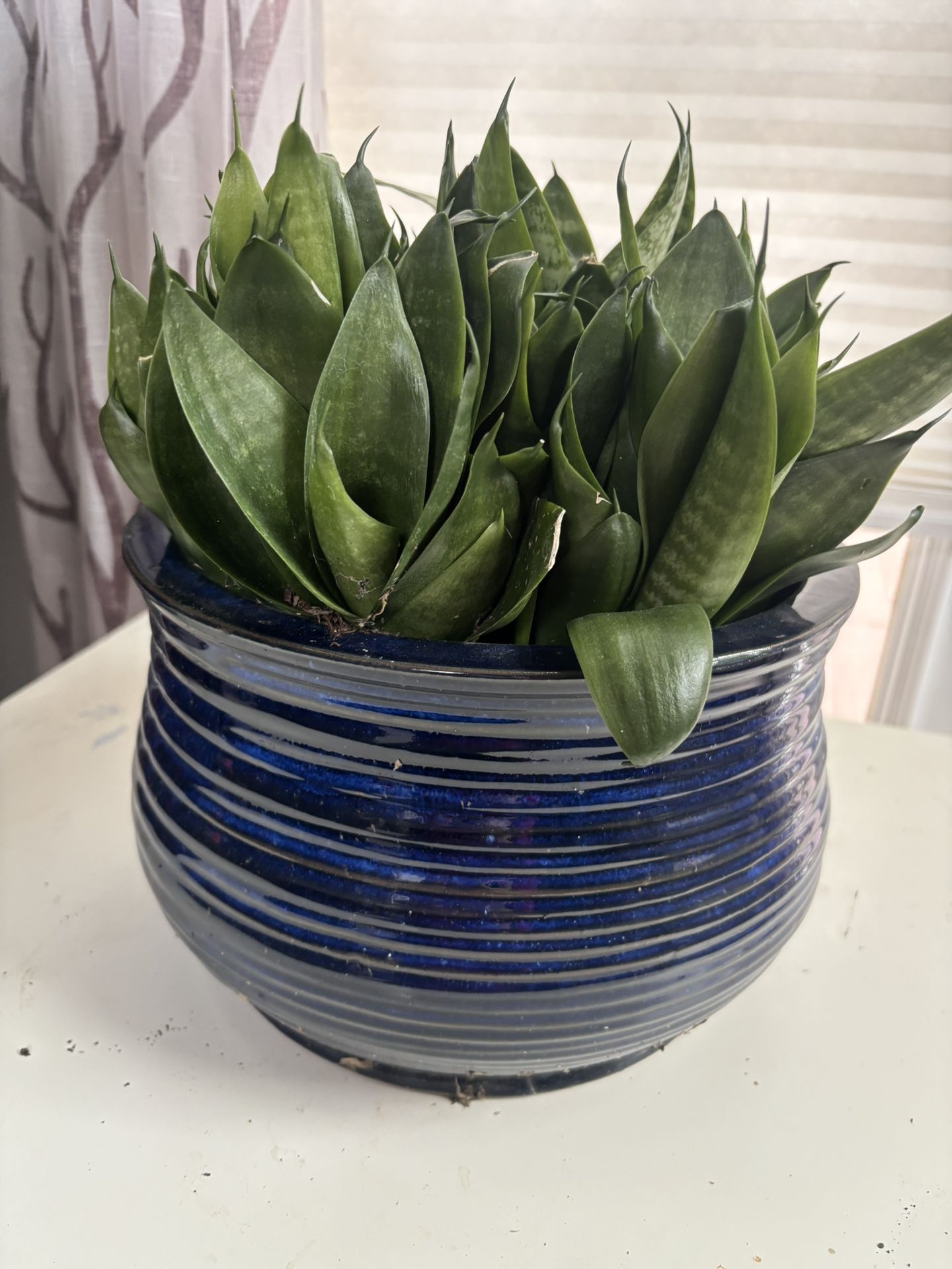 Real Dwarf Snake Plant