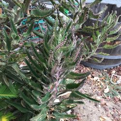 Plant 