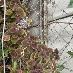 Planta