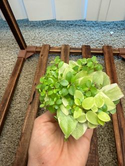 Peperomia pixie lime pet friendly plant