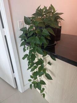 Green creeping plant with pot