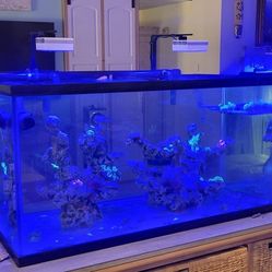 REDUCED Fully Established Saltwater Aquarium