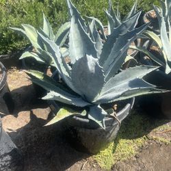 Agave 15 Gallon 