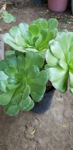 Suculent plant