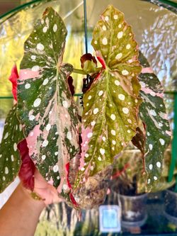 Begonia Maculata HIGHLY PINK Variegated  - 4inch