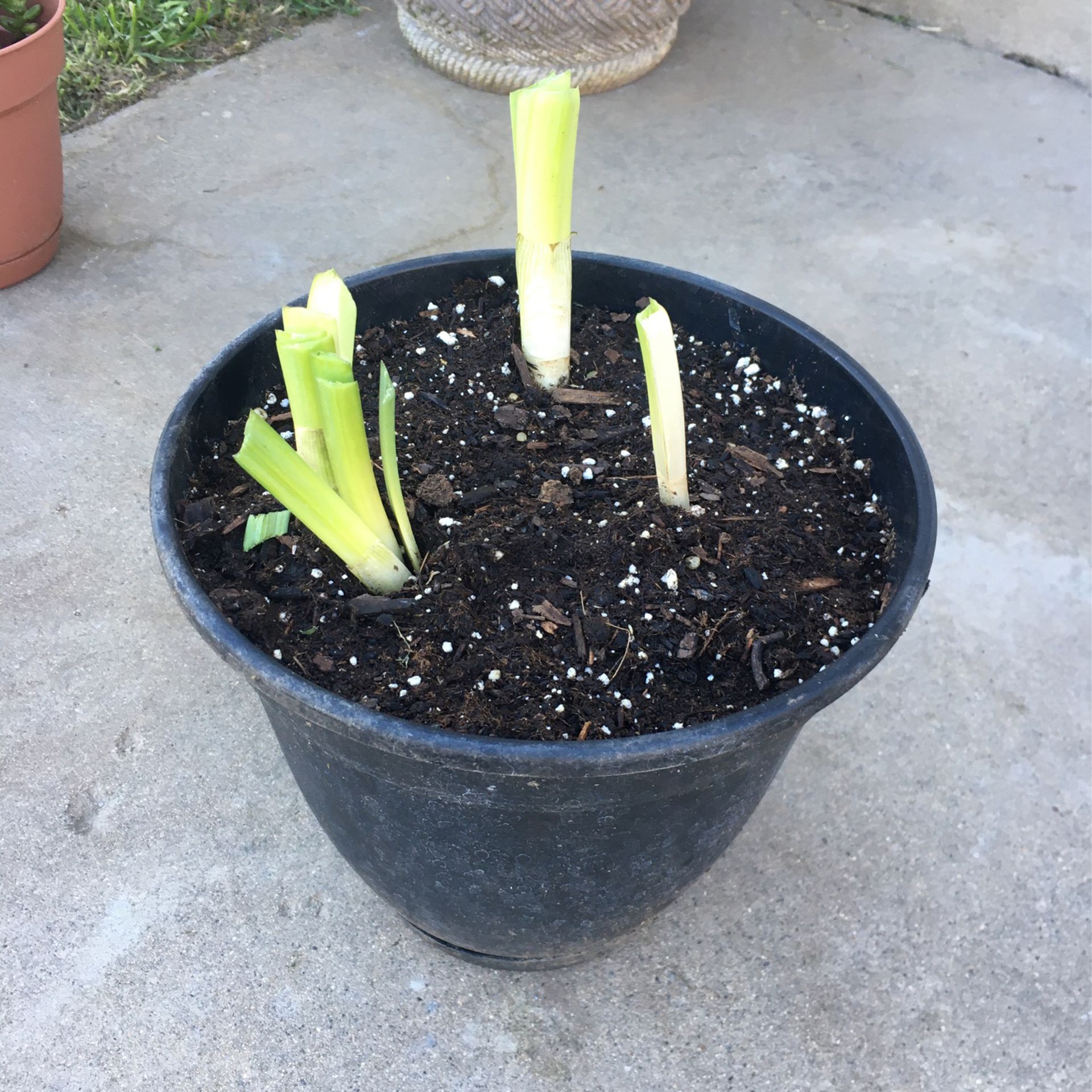 Daffodils (3 bulbs In Pot) 
