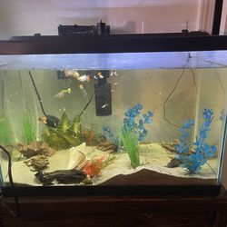 20 Gallon Fish Tank with light, filter, heater and stand