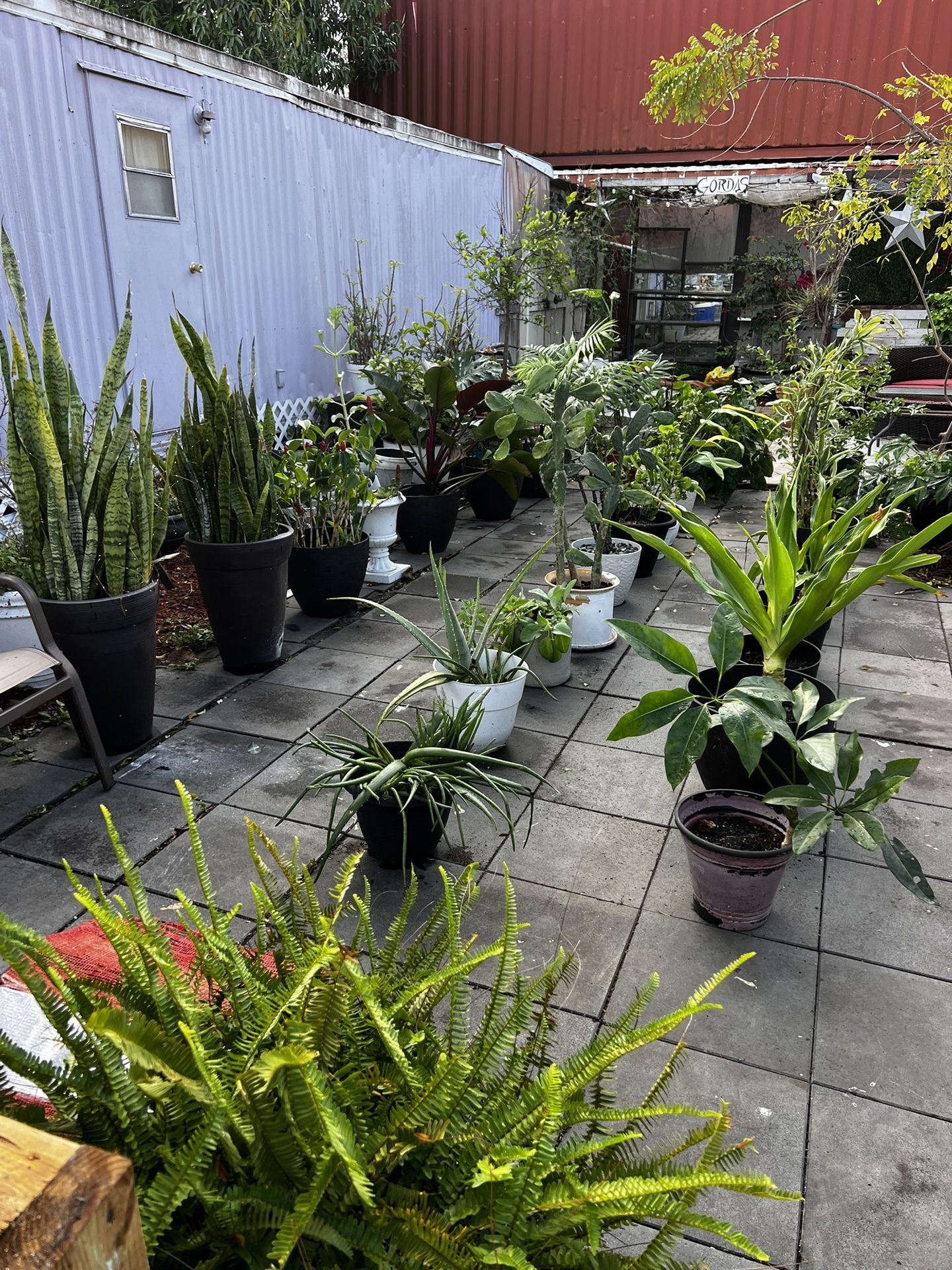 HUGE PLANT SALE