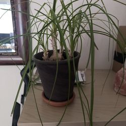 Nice Palm plant